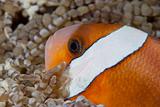 Clownfish profile