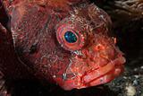 Upset lionfish