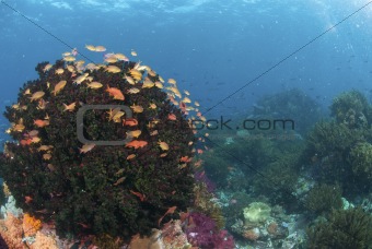 Floral fish
