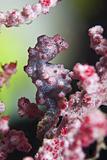 Seahorse camouflage