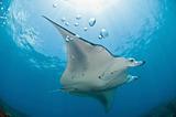 Underview of a mantaray