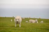 Flock of sheep, New Zealand