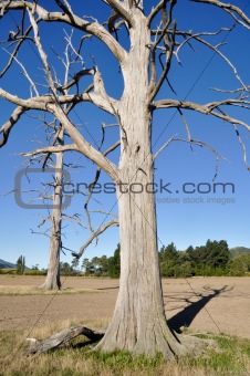 Dry trees, New Zealand