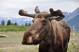 Wild moose, Alaska