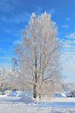 Beautiful birch-tree covered with frost