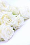  Beautiful white roses