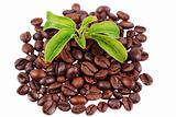green plant in a pile of coffee beans