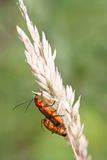 Beetle (Rhagonycha fulva)