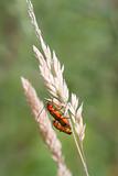 Beetle (Rhagonycha fulva)