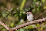 Sparrow (Passer montanus)