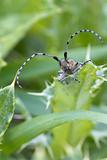 Beetle ( Agapanthia villosoviridescens )