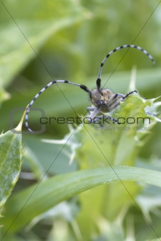 Beetle ( Agapanthia villosoviridescens )