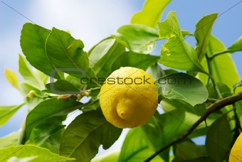 Yellow lemon on lemon tree.