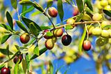 Olives on branch at Portugal.