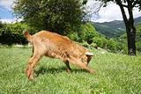 goat playing in Asturias