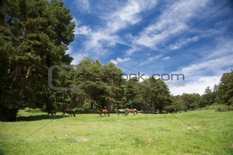 landscape with horses in Gredos
