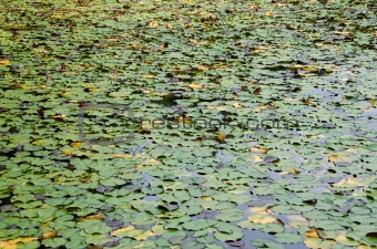Natural green background of Nymphaea
