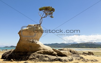 Tree on the rock 
