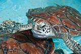 sea turtle close