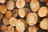 Sliced wooden logs