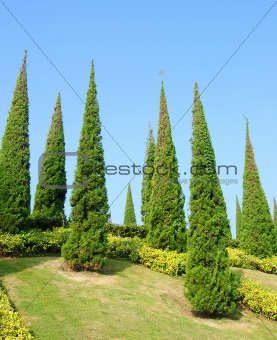 pine trees in garden
