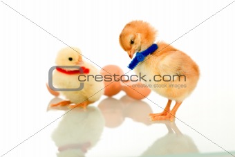 Small fluffy chicks on reflective surface