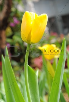 beautiful yellow tulips