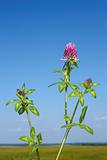 Flowering clover plant