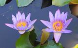 Blooming purple lotus flower