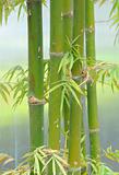 green bamboo