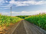 across the corn field