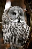 bearded owl