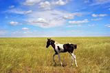 Foal in the field