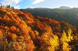 Beautiful autumn mountains