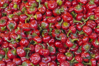 Calabrian chiles