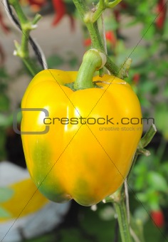 yellow young pepper growing in greenhouse