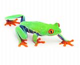 red eye treefrog