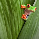 red eyed tree frog 