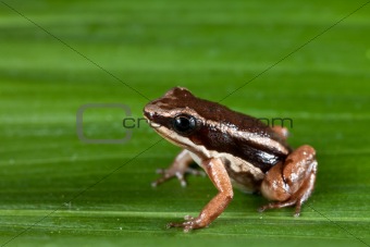 rocket frog cColostethus talamancae