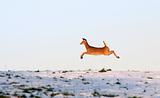 Deer leaping in flight