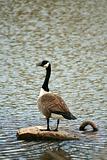 Canadian goose on a lake
