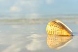 Shell on a beach 