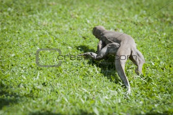 Wild waranus in chase of a prey