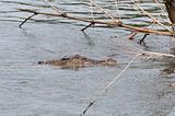 Wild crocodile in a river