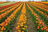 Colorful Tulip Farm