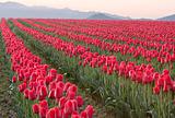 Rows Of Red Tulips