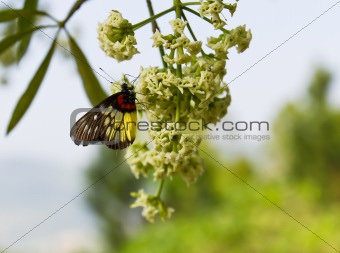Butterfly on white blossom 