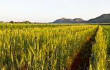 Green barley field