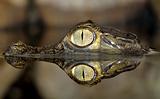 Spectacled caiman (Caiman crocodilus),