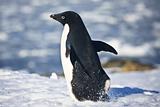 black and white penguin running on the white snow in Antarctica